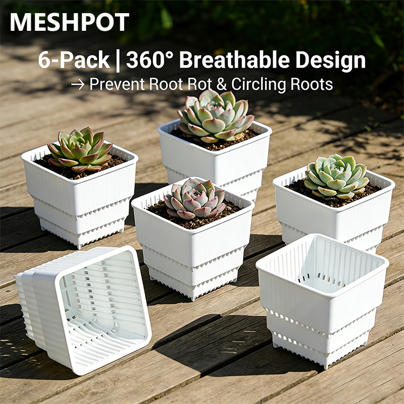 MESHPOT 6er-Pack Quadratische  – Echeveria Succulent Bewertung und Preis