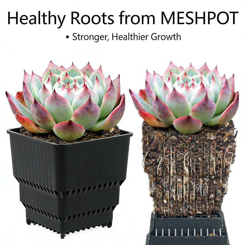 MESHPOT 6er-Pack Quadratische  – Echeveria Succulent Bewertung und Preis