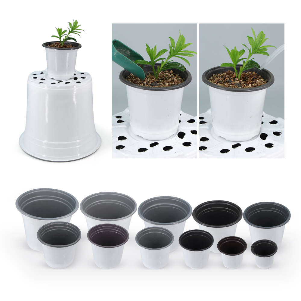 Garten weiß Kunststoff Blument – Echeveria Succulent Bewertung und Preis